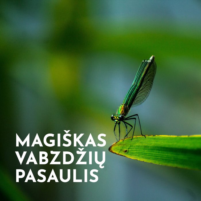 Magiškas vabzdžių pasaulis – mintys perskaičius „Vabzdžių planetą" - Nula | Priemonės tvaresnei Tavo kasdienai